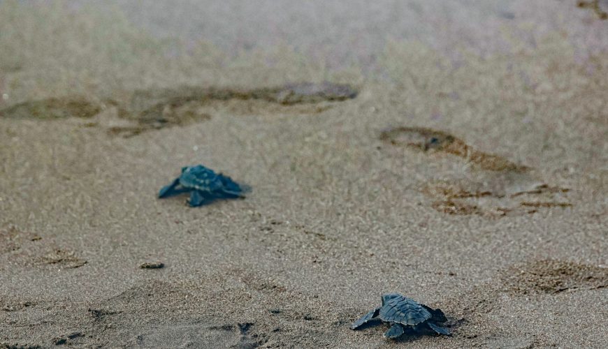 A couple of small turtles walking across a sandy beach