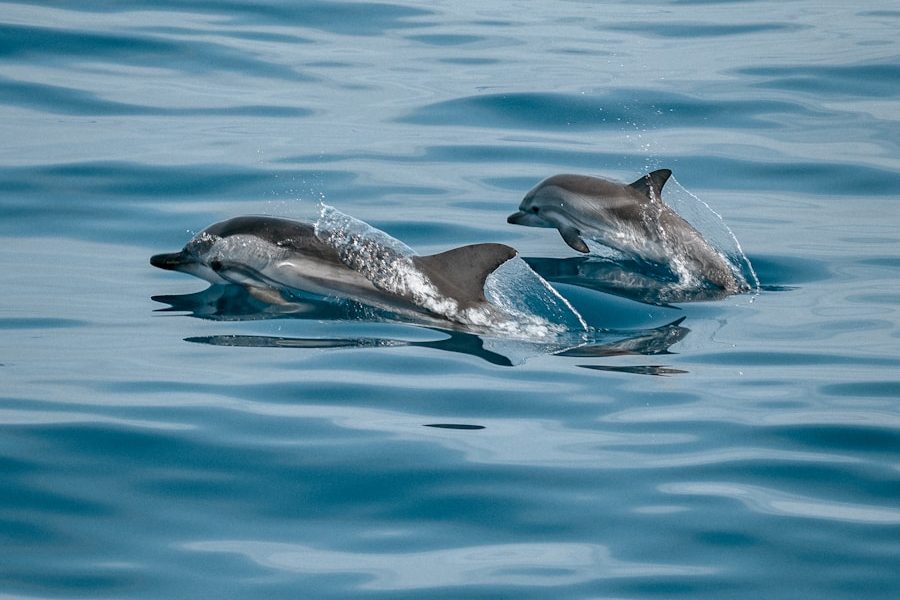 2 dolphins in the water